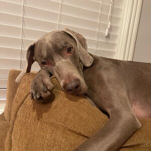 Meet your Posher, Alexis